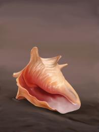 The lonely Conch...